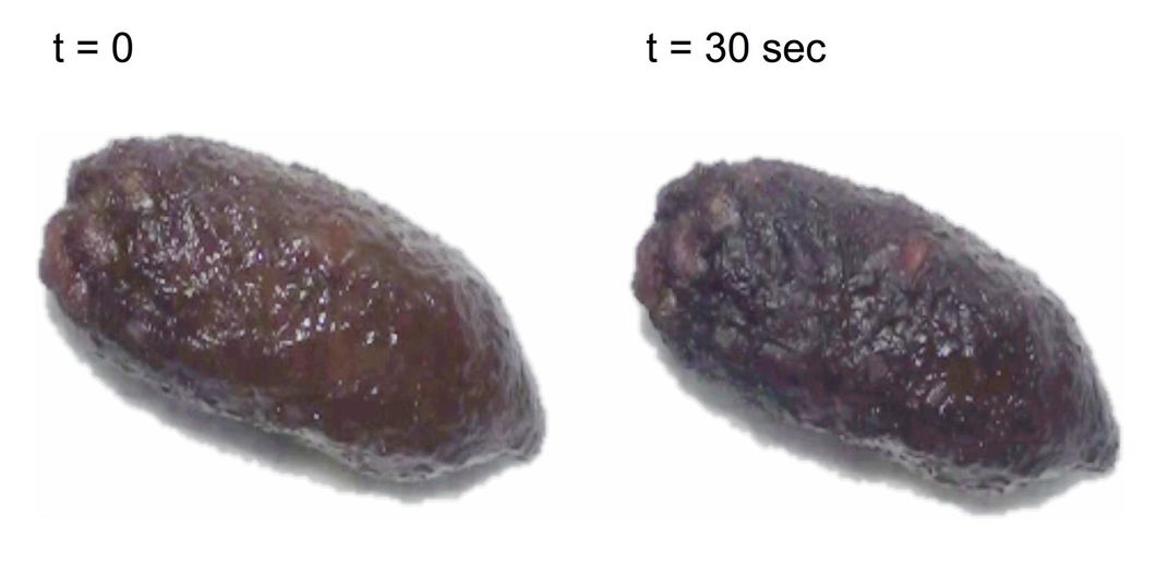 Mucus on the surface of rat feces