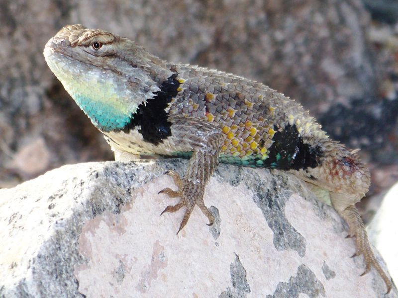 Spiny lizard resting on a rock in the Mohave Desert Smithsonian Photo