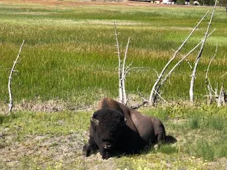 Sleeping buffalo thumbnail