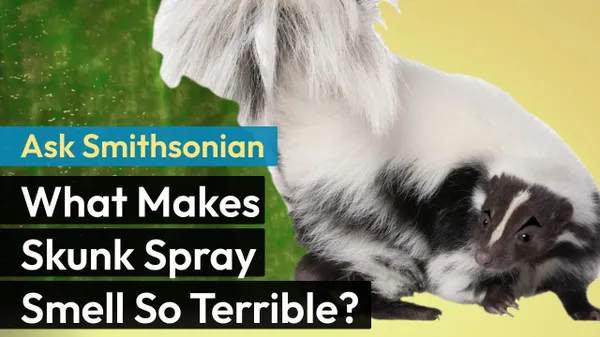 Preview thumbnail for Ask Smithsonian: What Makes Skunk Spray Smell So Terrible?