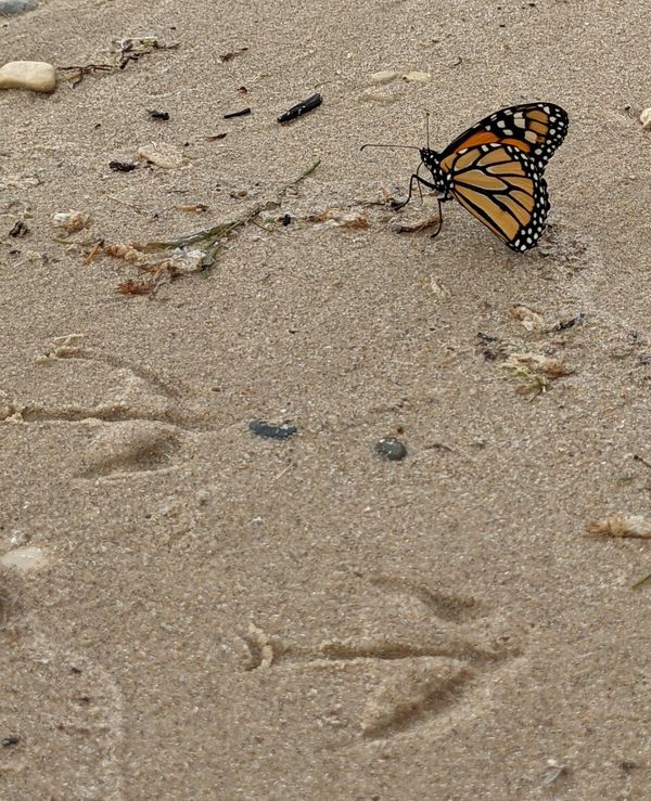 A Monarch Butterfly on the Beach thumbnail