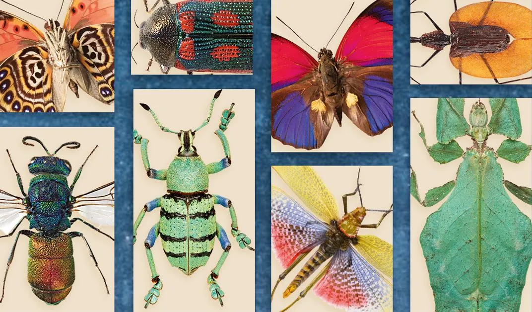 The World's Most Interesting Insects | Science | Smithsonian Magazine