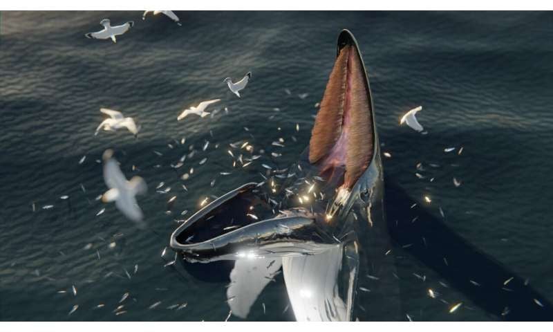These Mythical Sea Monsters May Have Been Whales With Unusual Dining Habits  | Smart News| Smithsonian Magazine