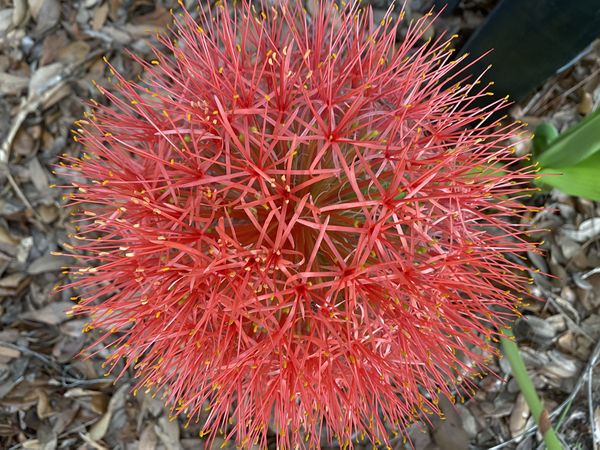 Blooming Blood Lily thumbnail