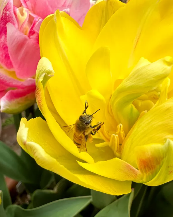 A bee gathers pollen inside a bright yellow tulip. thumbnail