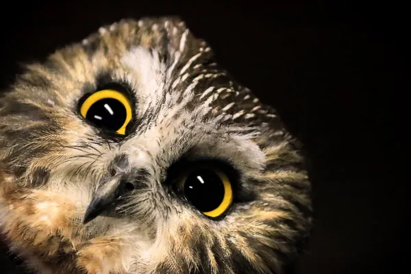 "Whooo's there? An inquisitive Saw-Whet owl!" thumbnail