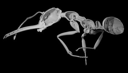 Some Ants Sacrifice Stronger Exoskeletons for Larger Colonies, Which May Help Them Take Over New Environments