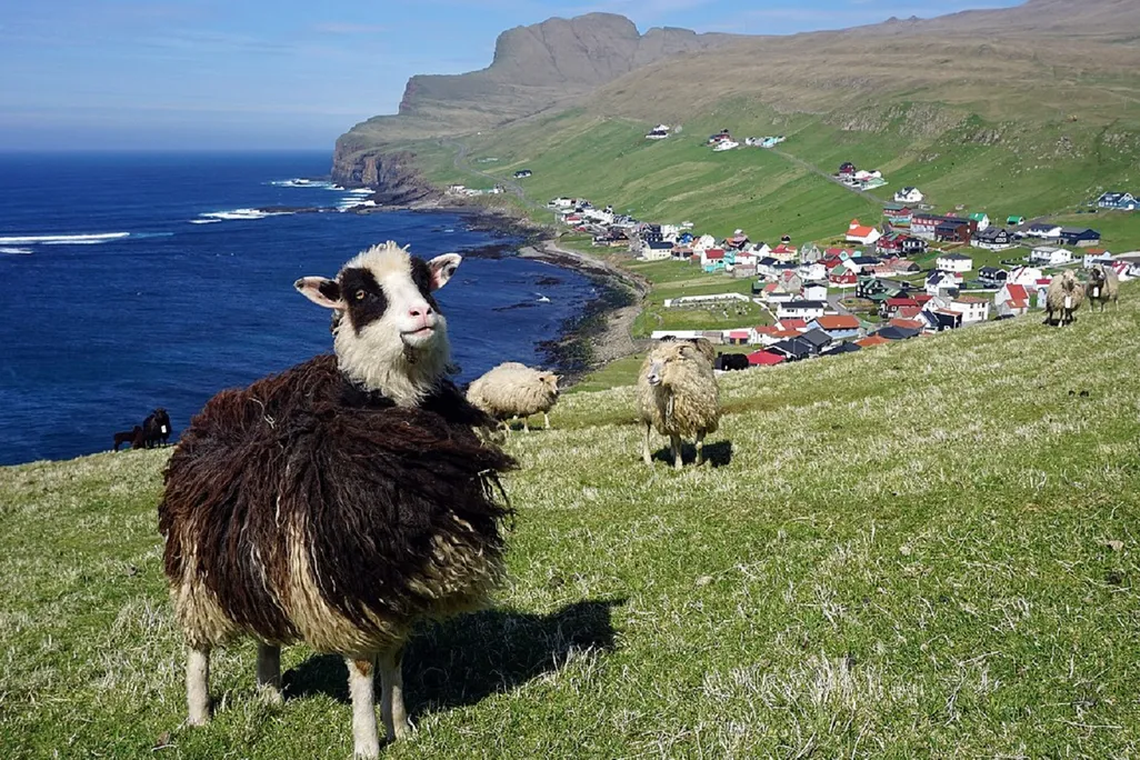 Sheep on Faroe island