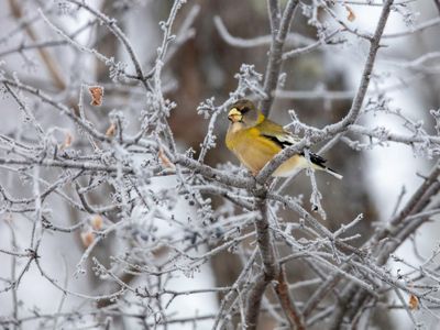 An Evening Grosbeak sits on a branch covered in rime ice in Minnesota. 
