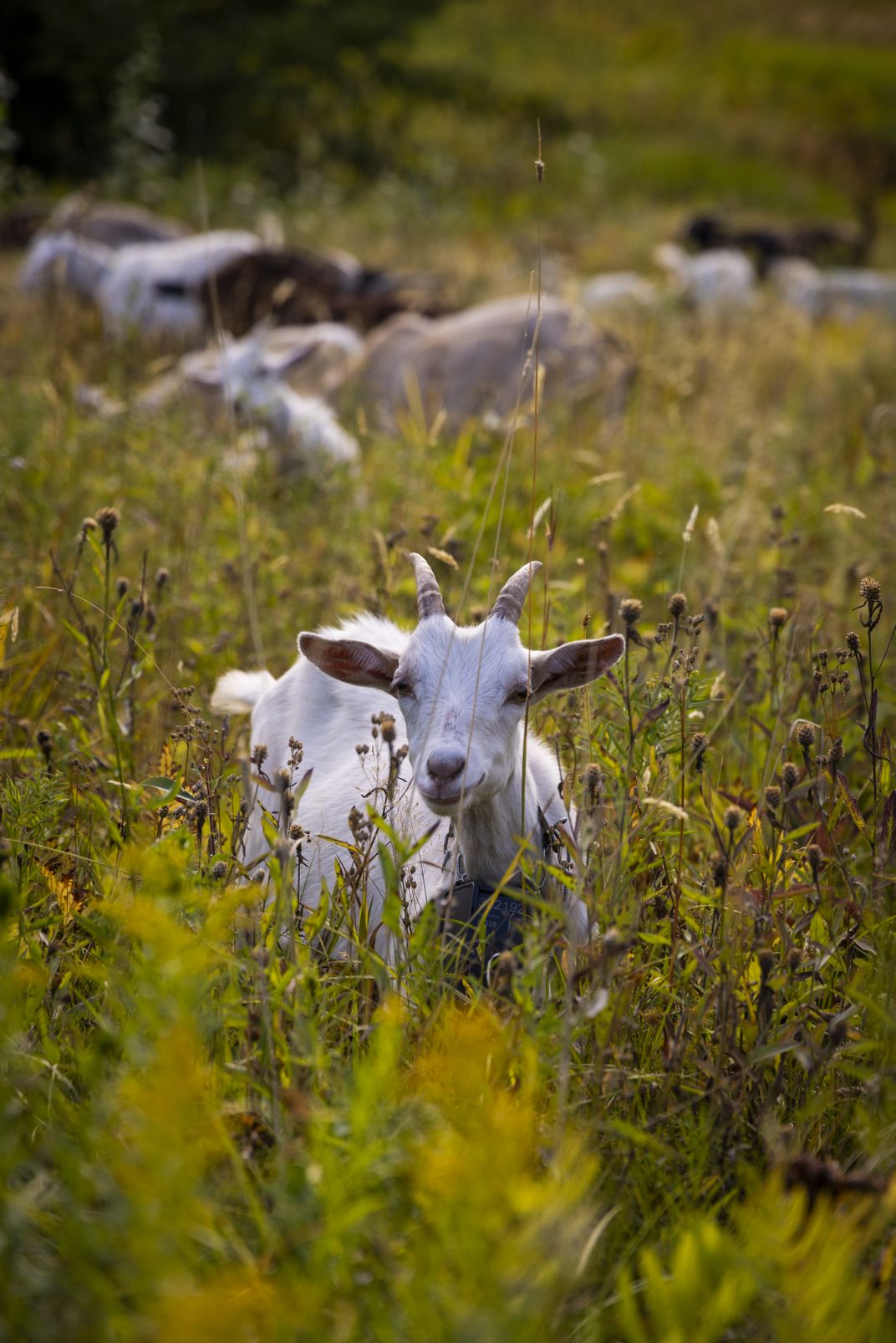 White goat standing in green vegetation