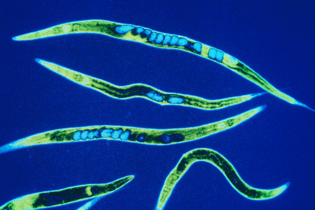 C. elegans