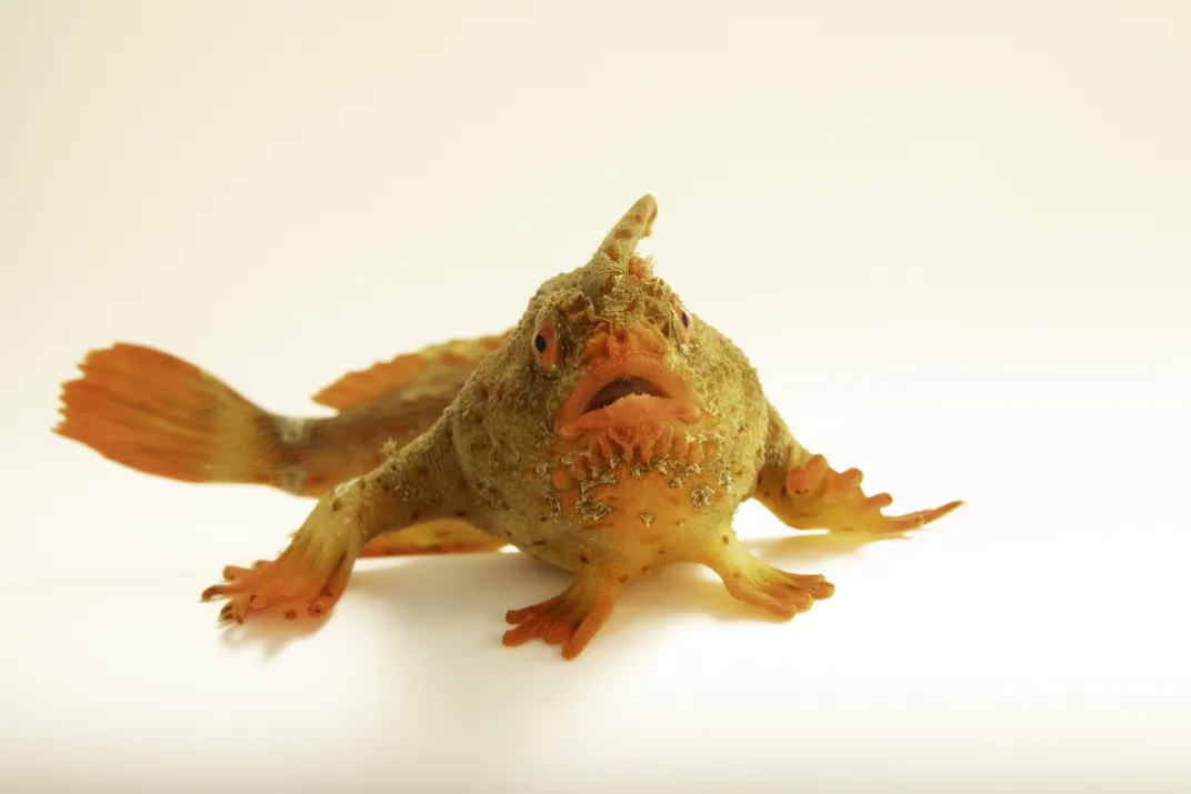 a red handfish sits with its fins flattened as if walking, its downturned mouth slightly open. it has red frilly fins and looks like a slightly deflated blob
