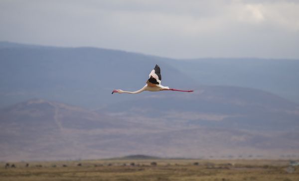 Flamingo in Flight thumbnail