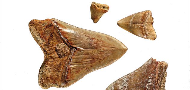 megalodon teeth