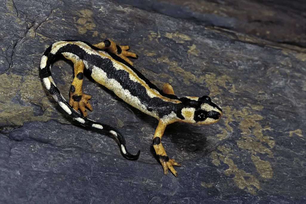 An orange, black and white newt