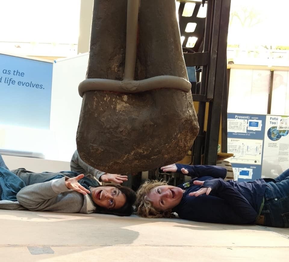 Two women lay under a large fossil bone as it is installed in the "David H. Koch Hall of Fossils - Deep Time" at the Smithsonian's National Museum of Natural History