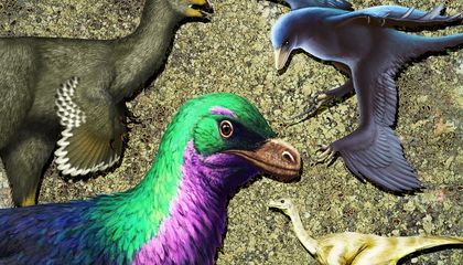 Dinosaurs Evolved Feathers for Far More Than Flight