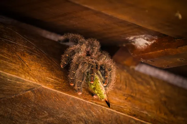 Amazon hunter thumbnail