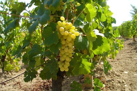 Changing temperatures affect how quickly wine grapes ripen, how sweet they are, and how much acid they have, all of which influences the quality of the end product. 
