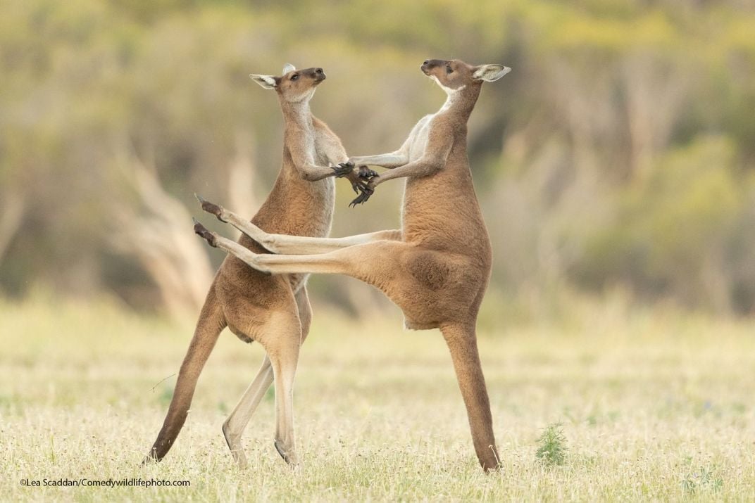 Two male kangaroos kicking and punching each other in a grassland