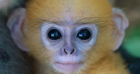 Scientists are still trying to figure out why primates have excellent vision.