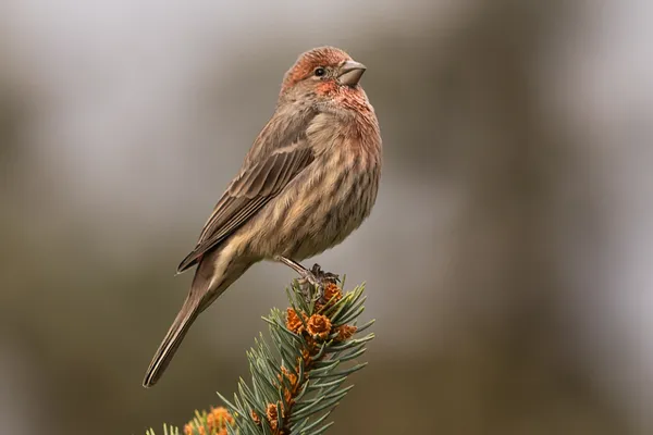 House Finch thumbnail