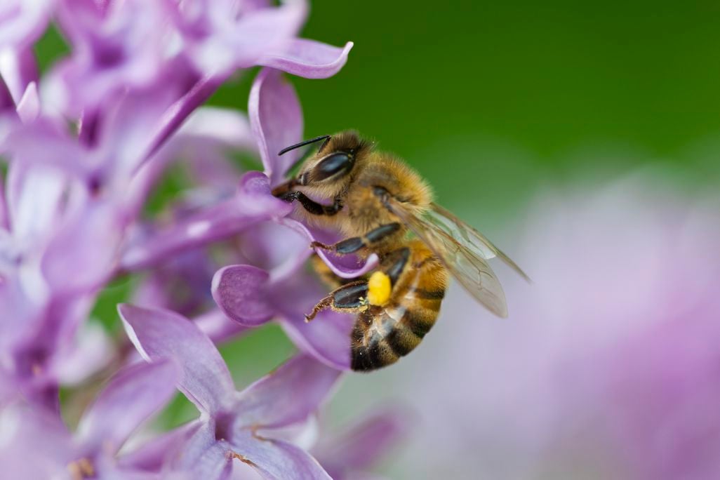 Honeybee on a flower