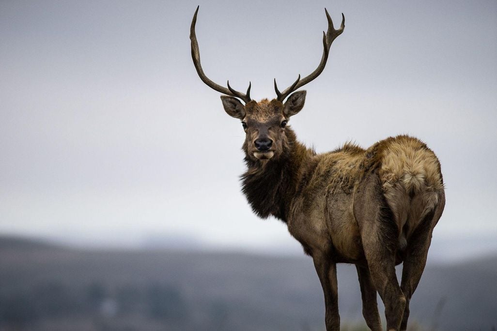 Tule_Elk_at_Point_Reyes.jpg