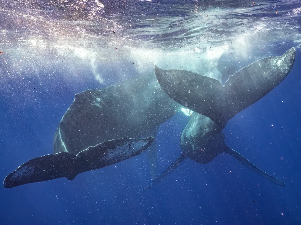 the tails of two whales underwater