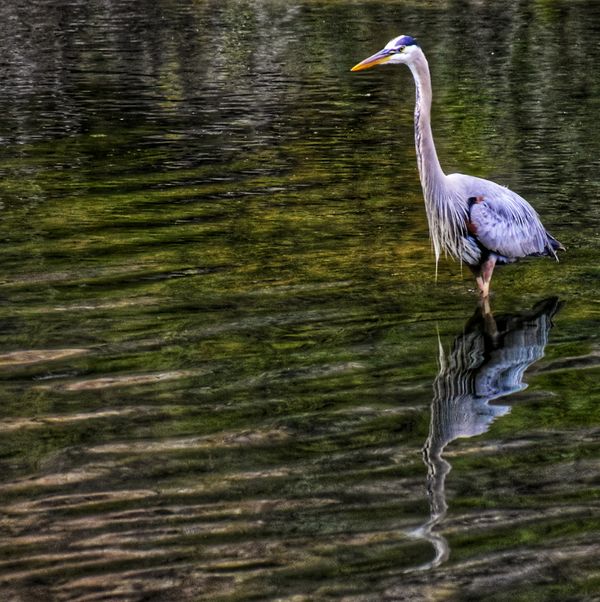 A Great Blue Heron Stalks the River thumbnail
