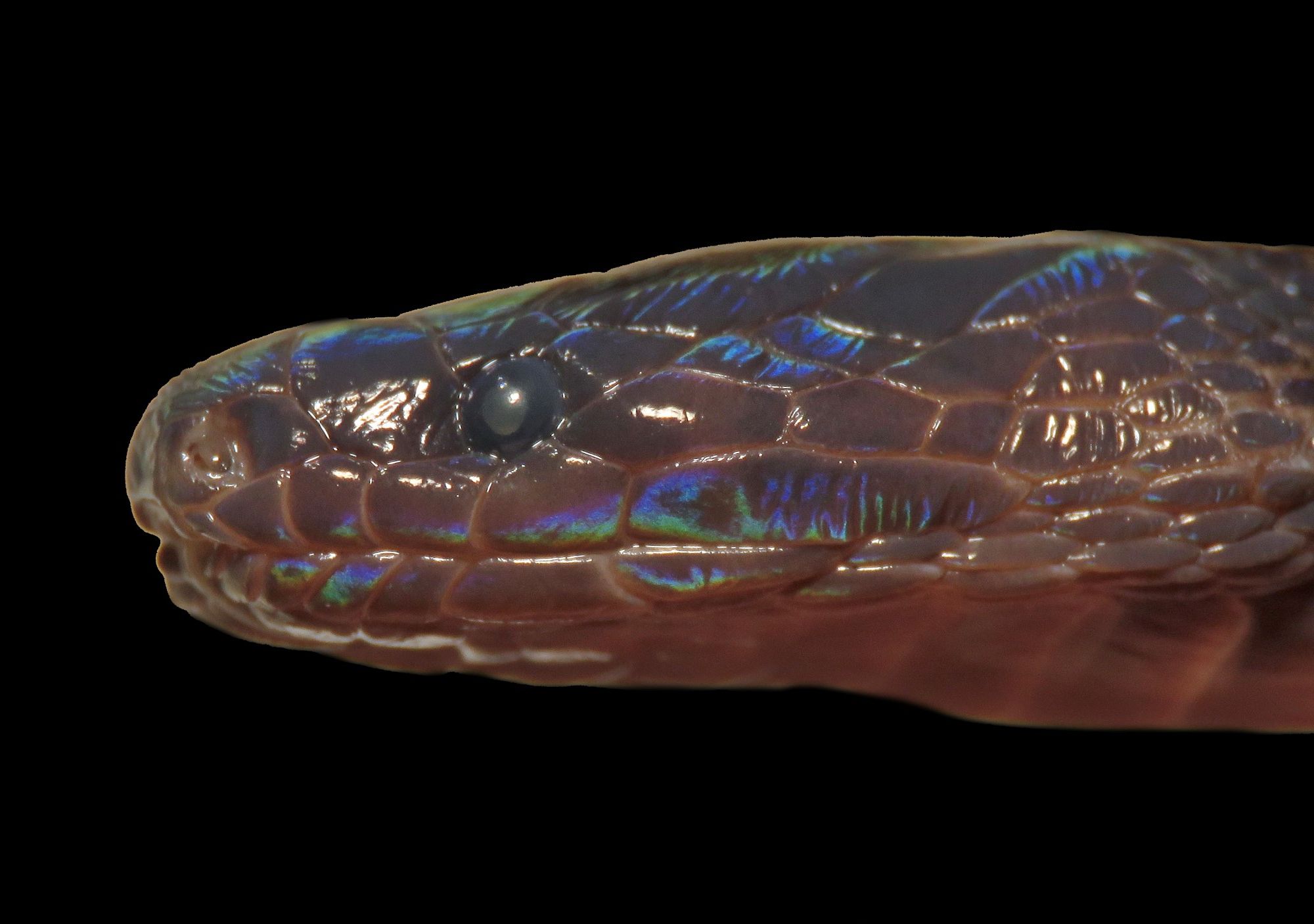 Rare Iridescent Snake Discovered in Vietnam | Smithsonian Voices ...