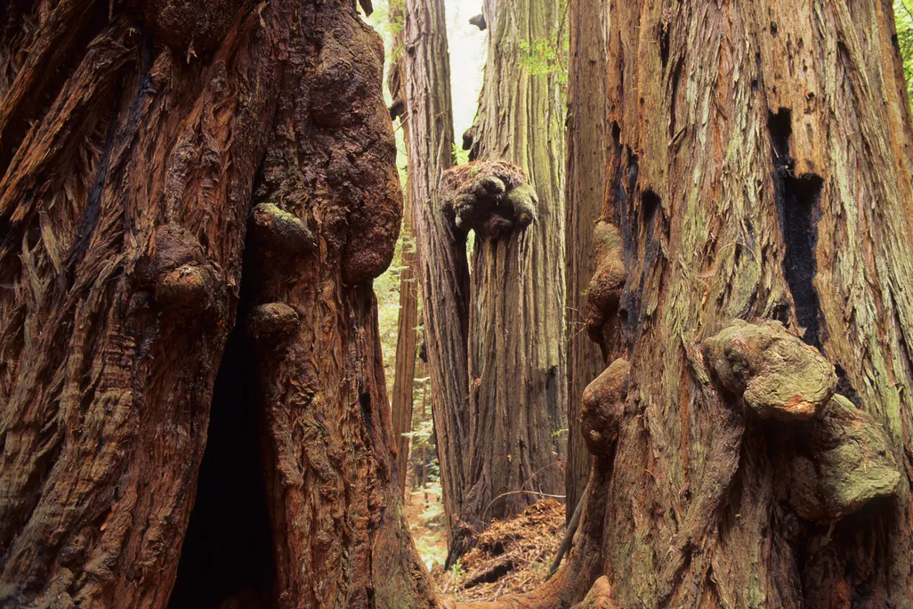 tree burls