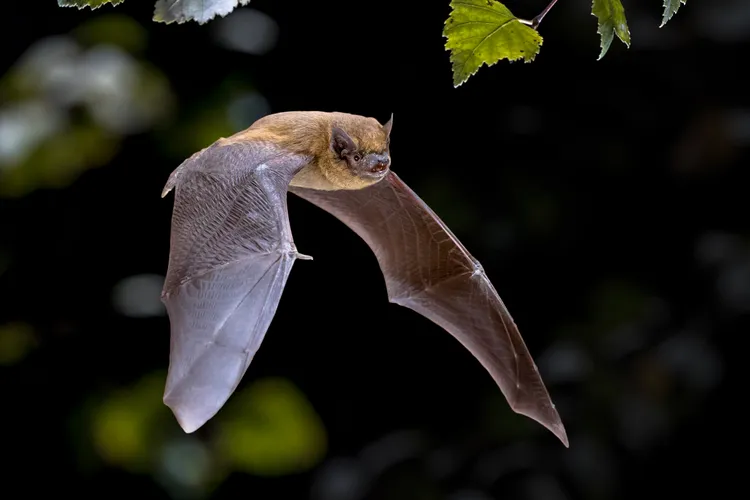 Bats navigate in the dark using echolocation. Scientists are piecing together how the animals understand the world through the mix of echoes that bounces back.