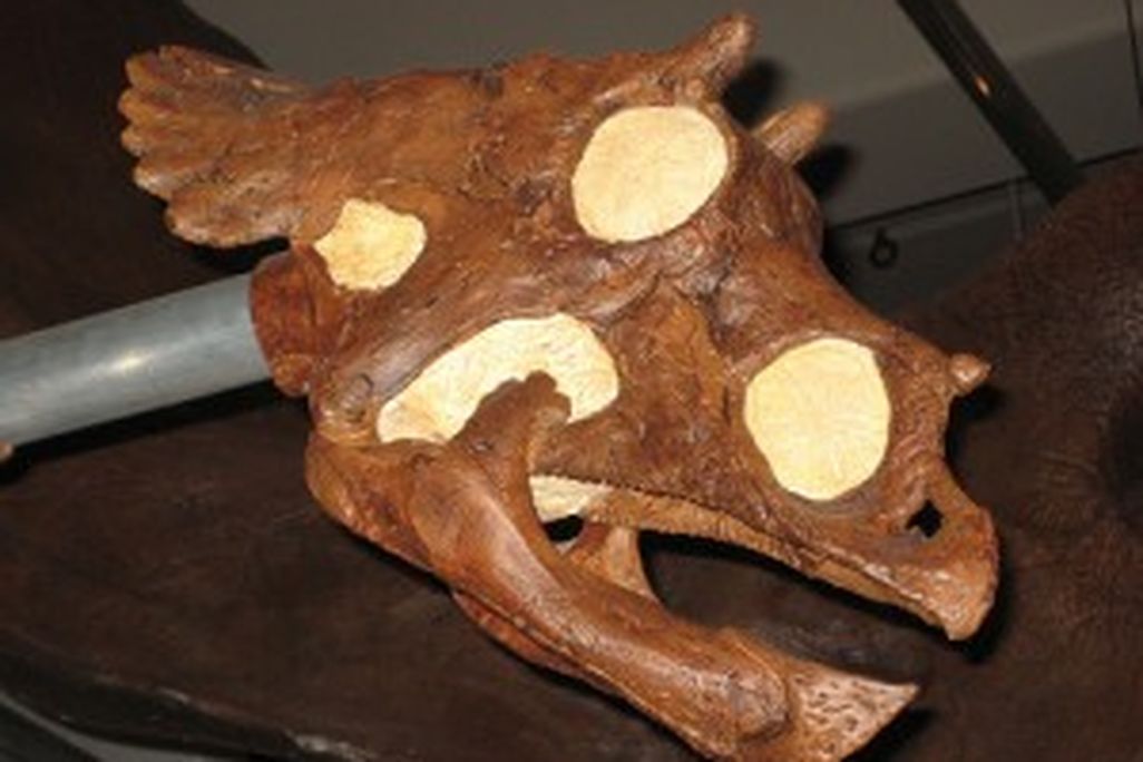 20110520083134baby-triceratops-skull-300x225.jpg