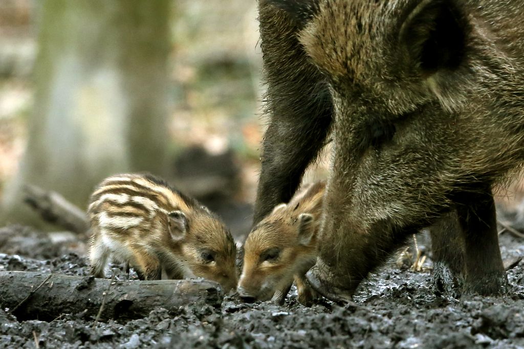 WildBoar German
