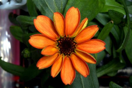 This flower isn't just a pretty face—its the first one ever grown in space.