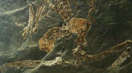 The skeleton of Oreopithecus bambolii