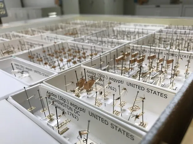 A drawer of pinned adult mosquitoes from the Smithsonian’s National Museum of Natural History’s National Mosquito Collection. The specimens shown here were digitized recently. Meaning, their bionomic information is databased and individual specimens are cataloged. (David Pecor, WBRU)