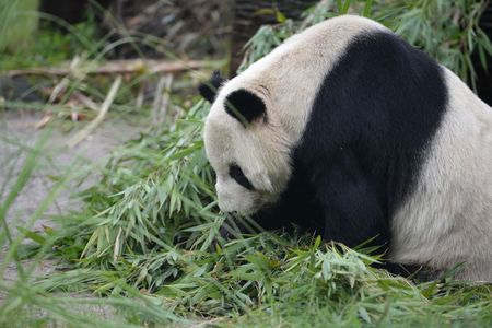 Pan Pan sired around 25 percent of all pandas in captivity.