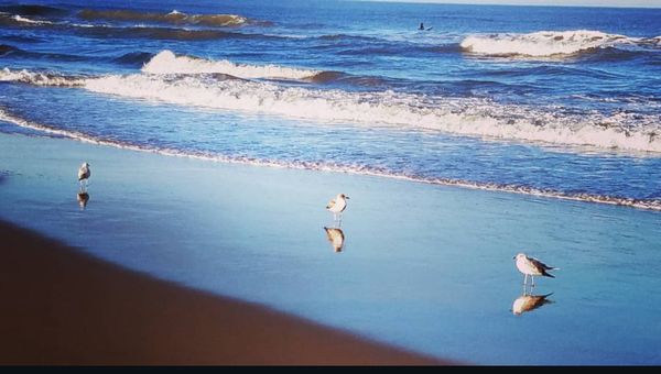 Seagulls by the ocean thumbnail