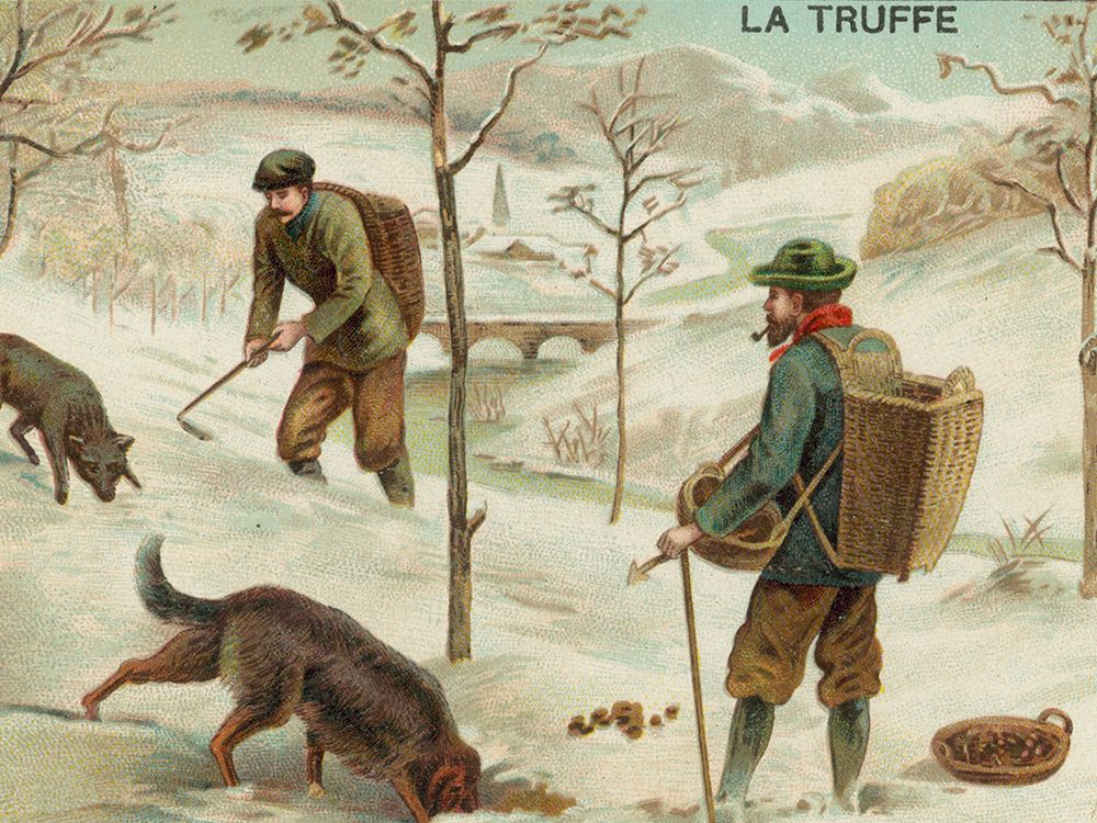 Truffle hunting illustration