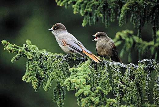 Siberian Jay