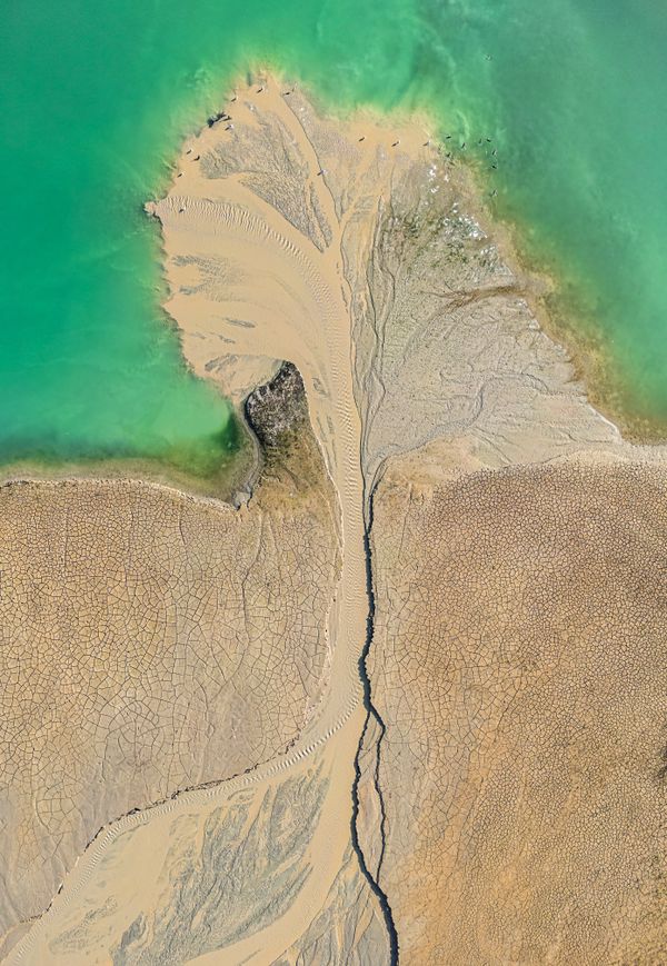 Smaragd tree thumbnail