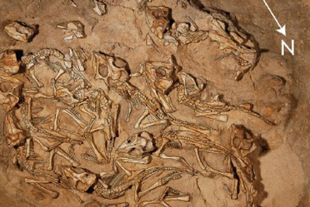 A Protoceratops nest containing up to 15 baby dinosaurs