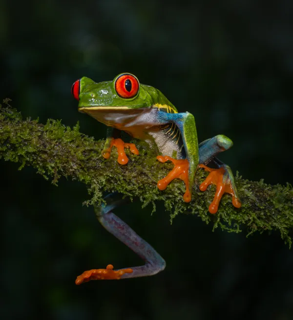 A Red-eyed Tree Frog Hello thumbnail