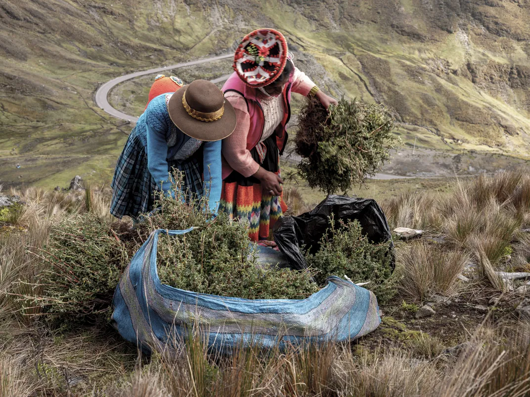 one woman holds a shrub, the other wraps a cloth around some on the ground