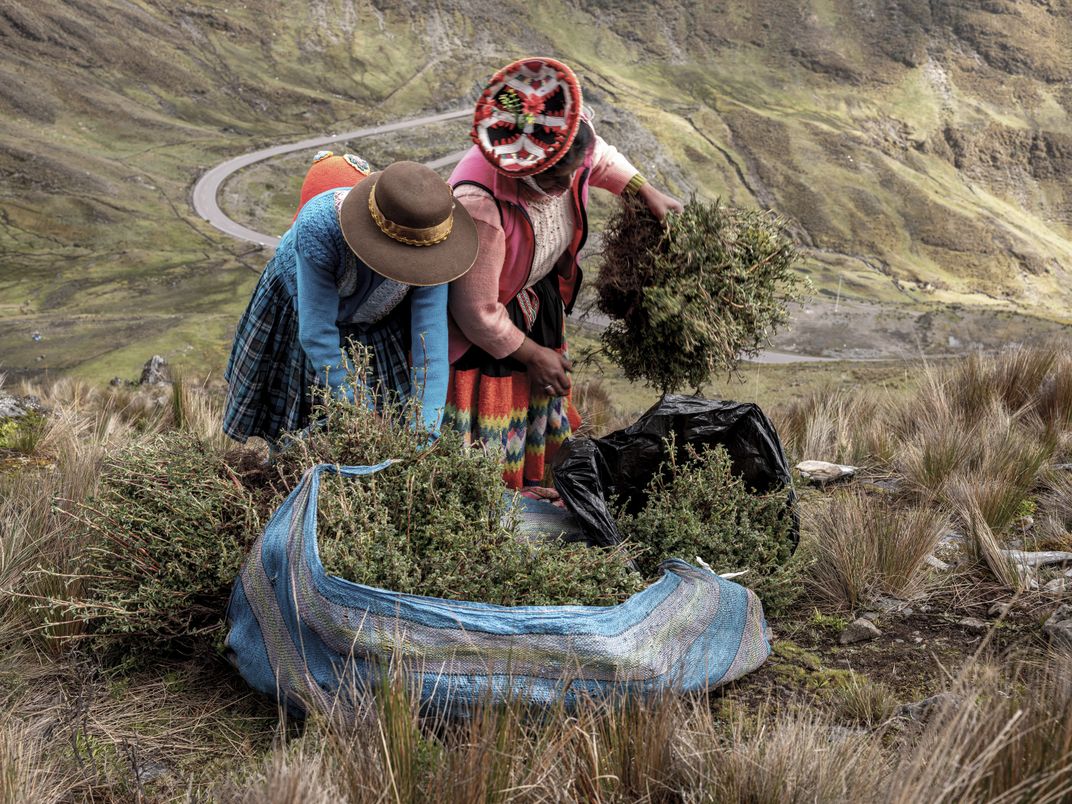 one woman holds a shrub, the other wraps a cloth around some on the ground