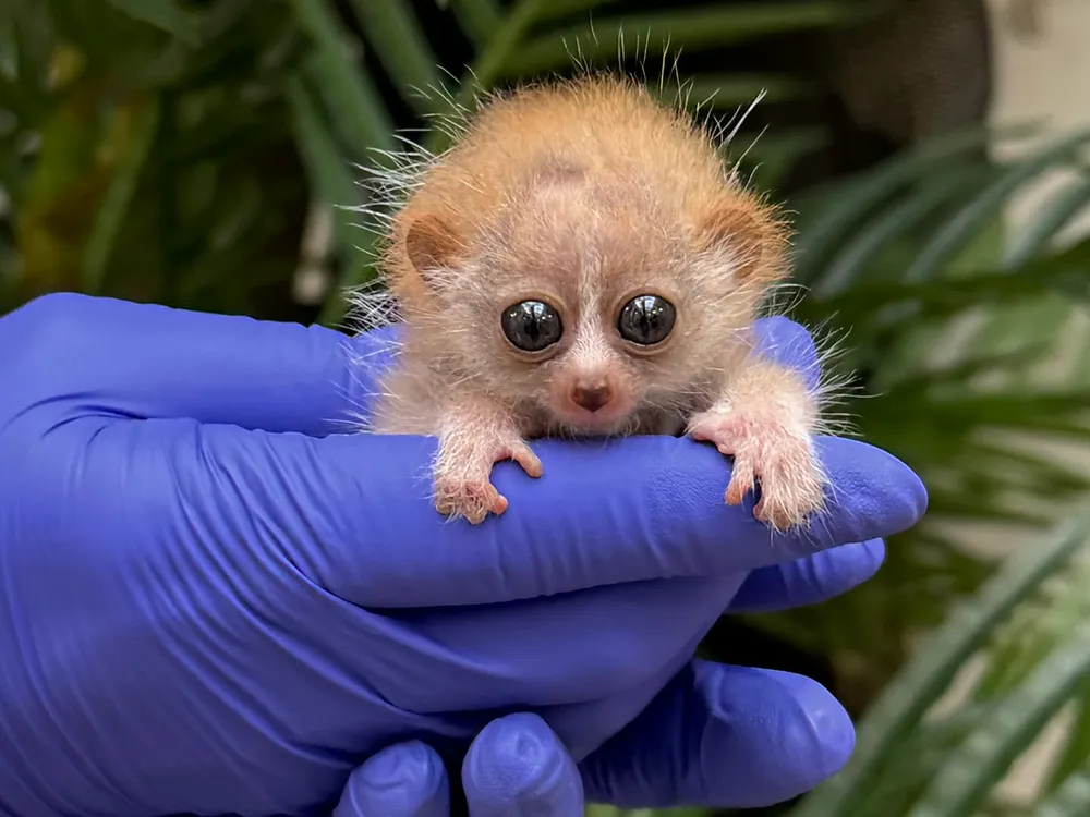 Very small animal with large eyes in gloved hand