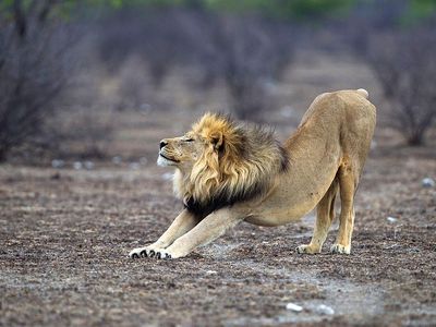 Researchers extracted DNA from more than 400 lions