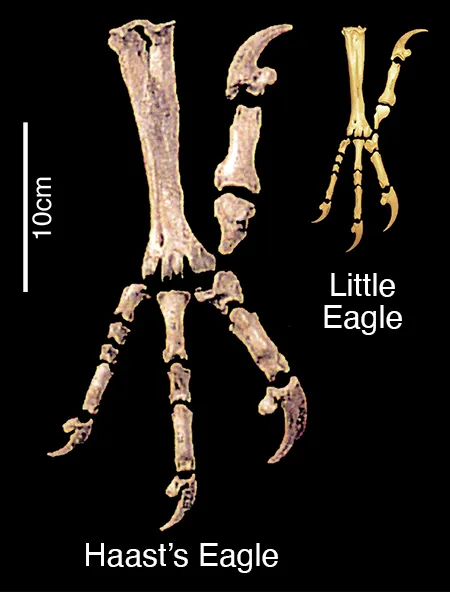 Eagle Claw Comparison